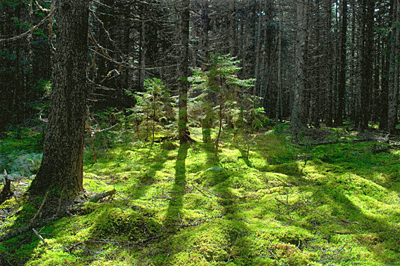 Sunlight Through the Woods, Mt Desert Island