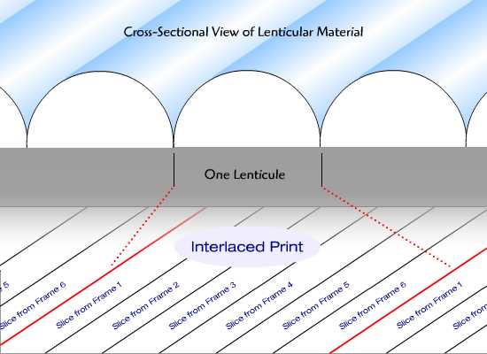 cross section of lenticular sheet.